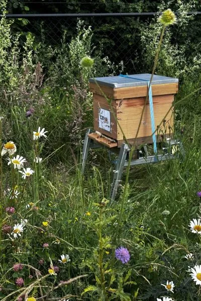 Bijenkast in een zonnige wildebloemenweide bij CEVA
