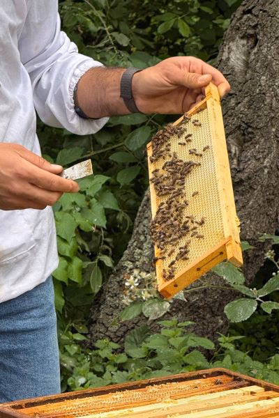 Hands lifting a frame covered in bees