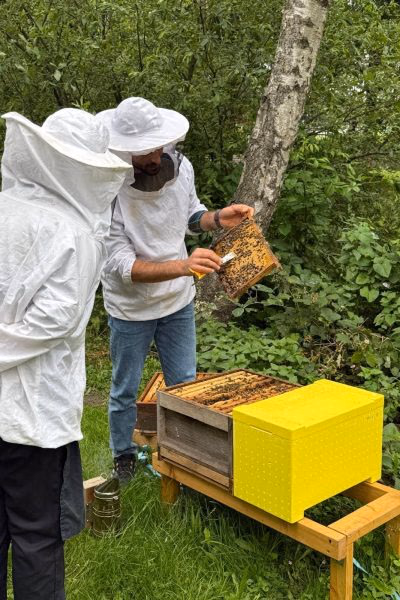 Two beekeepers inspecting a frame together