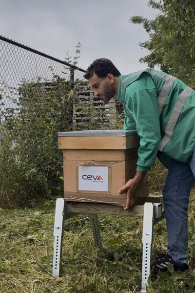 CEVA employee inspecting the hive