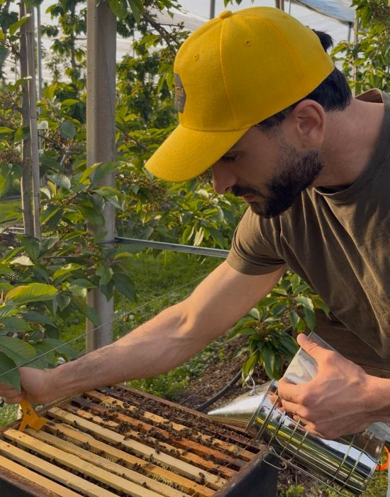 Majd, founder of Holland Bijen, inspecting a beehive frame in an orchard tunnel